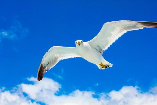 পাখির ইচ্ছে